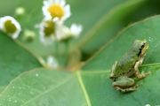 泥蛙养殖方法 介绍泥蛙养殖技巧