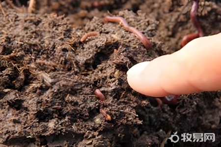 一只蚯蚓一年可繁殖多少小蚯蚓
