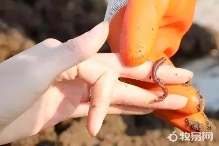 梨子可以養蚯蚓嗎
