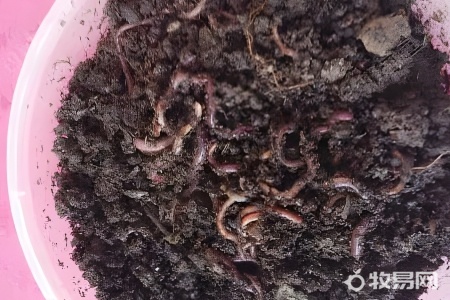 箱养蚯蚓的方法