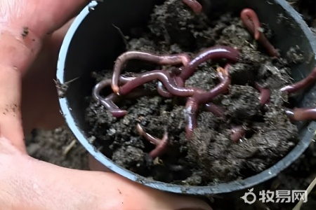 怎样养蚯蚓