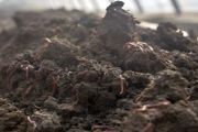 养殖蚯蚓的土怎么制作