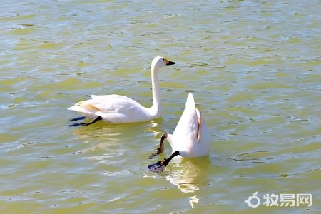 天鹅可以饲养吗