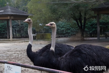 告诉大家怎么养殖鸵鸟苗