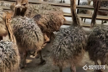 鸵鸟私人可以养殖吗