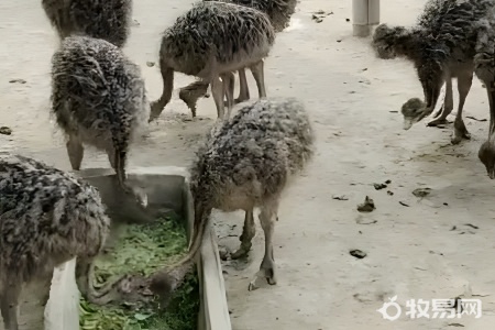 鸵鸟允许私人养殖吗