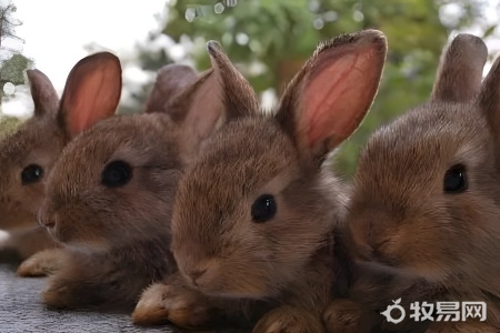 室外怎么养兔子