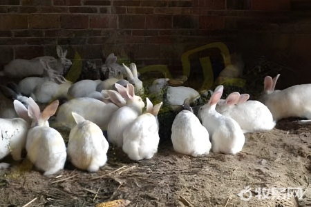 兔子养殖国家有补贴吗