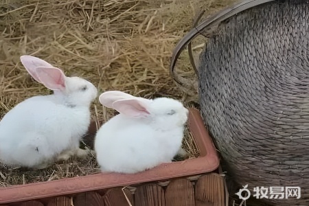 兔子在屋里怎么养