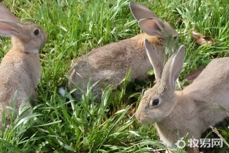 养殖兔子种植什么草