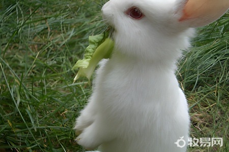 兔子的养殖与利润