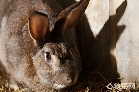 兔子的养殖方法有哪些