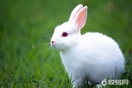 养殖兔子注意事项