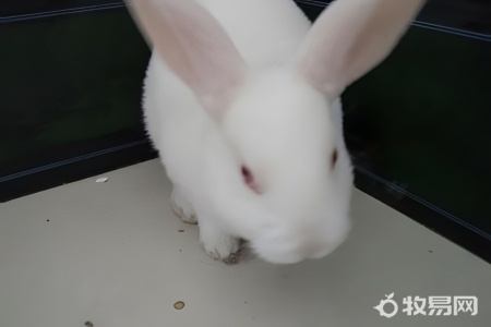 兔子散养方法