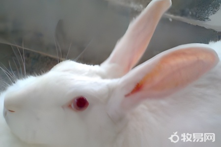 房顶养兔子有什么讲究