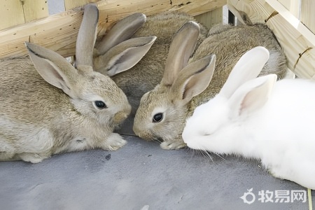 农村怎么养兔子