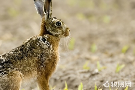 兔子露天养殖比较好吗
