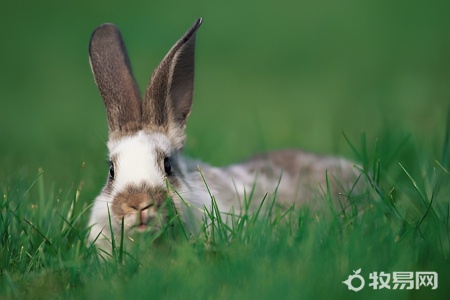 兔子应该怎么养