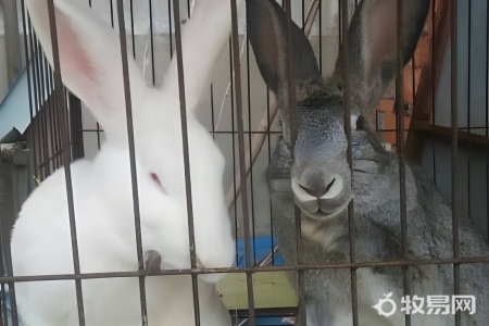家养的兔子怎么养