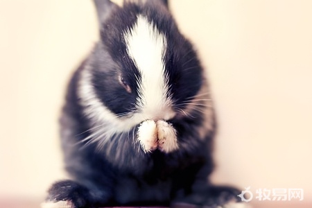 家里养兔子要注意什么