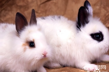 兔子刚下的崽怎么养