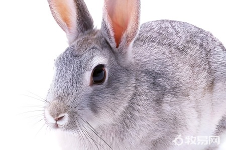 冬天养兔子要注意什么