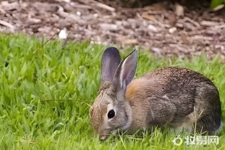 养兔子有什么禁忌吗