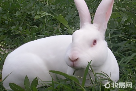 养兔子有什么讲究