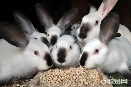 买了一只兔子怎么养