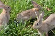 养殖兔子种植什么草