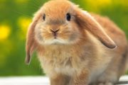 养兔子的方法 介绍养兔子技巧