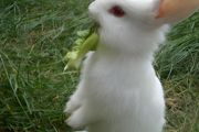 兔子的养殖与利润
