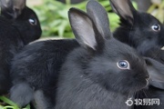 养兔子需要注意些什么