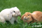 两个月的兔子怎么养