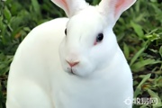 养殖兔子需要注意什么