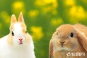 哪种兔子比较好养