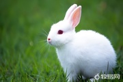 养殖兔子注意事项