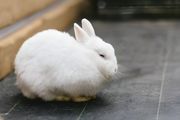 如何大规模养殖兔子