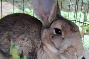 肉食兔子养殖方法