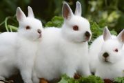 兔子刚出生怎么养
