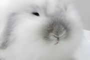 冬季养兔子怎么养