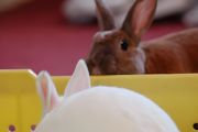 家中养兔子有什么说法吗