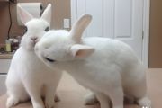 出生1天的兔子怎么养