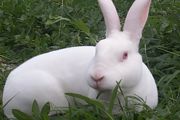 养兔子有什么讲究