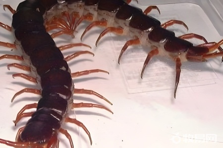 蜈蚣苗子怎么饲养