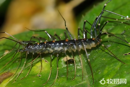 养三百蜈蚣一年收入多少