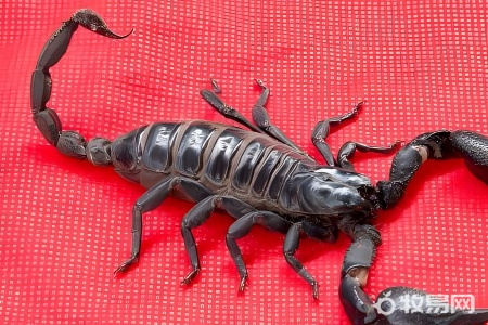 蝎子的养殖与繁殖方法