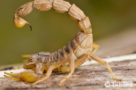 野生蝎子的养殖方法