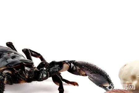 蝎子怎么养殖小技巧