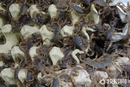 蝎子莲的养殖方法和注意事项